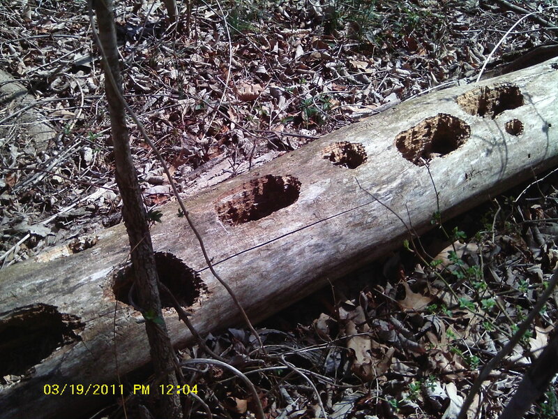 Rotten Log with Holes