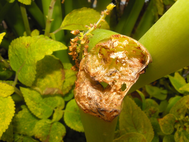 rotten plant stem