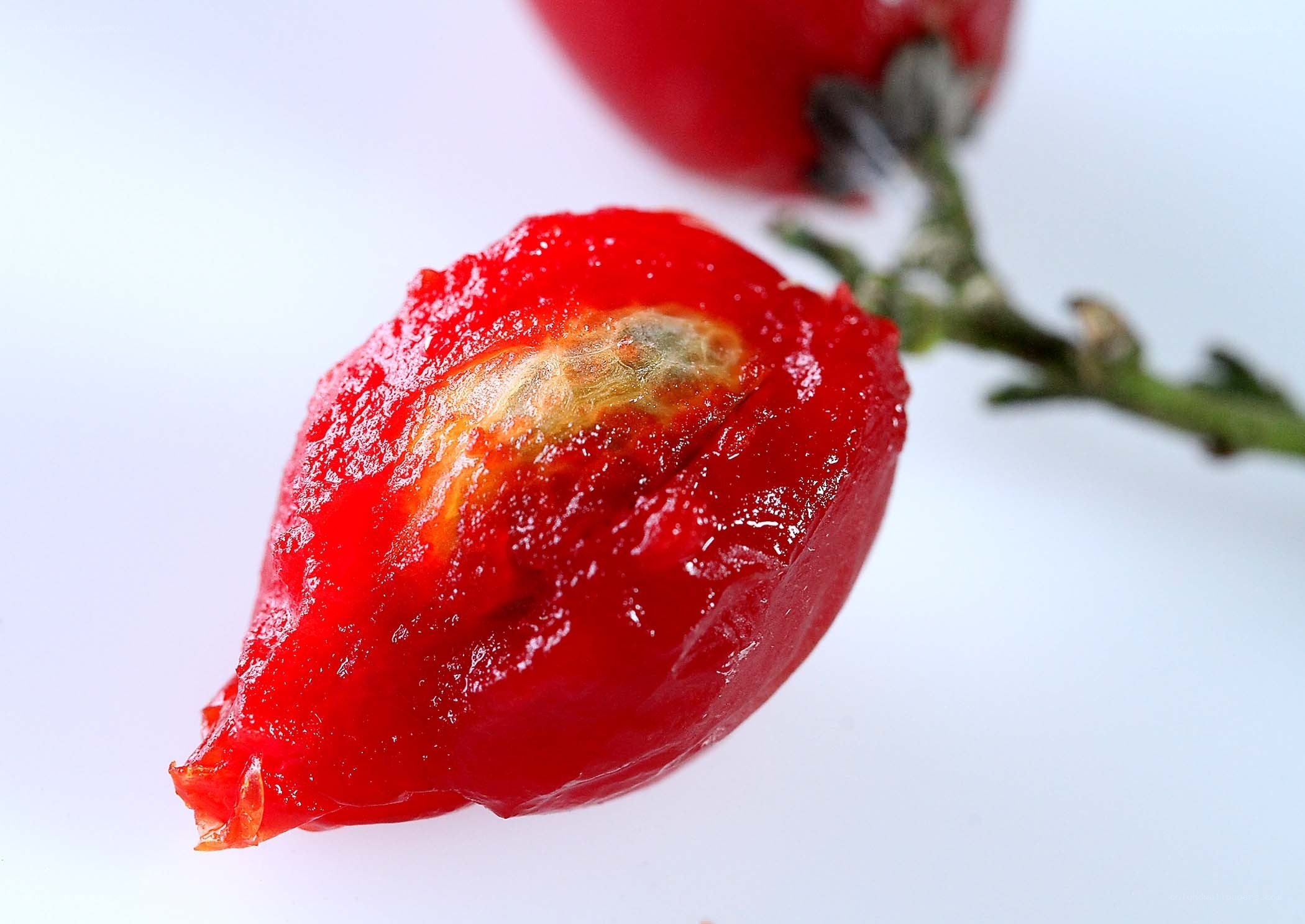 rotten rose hip fruit