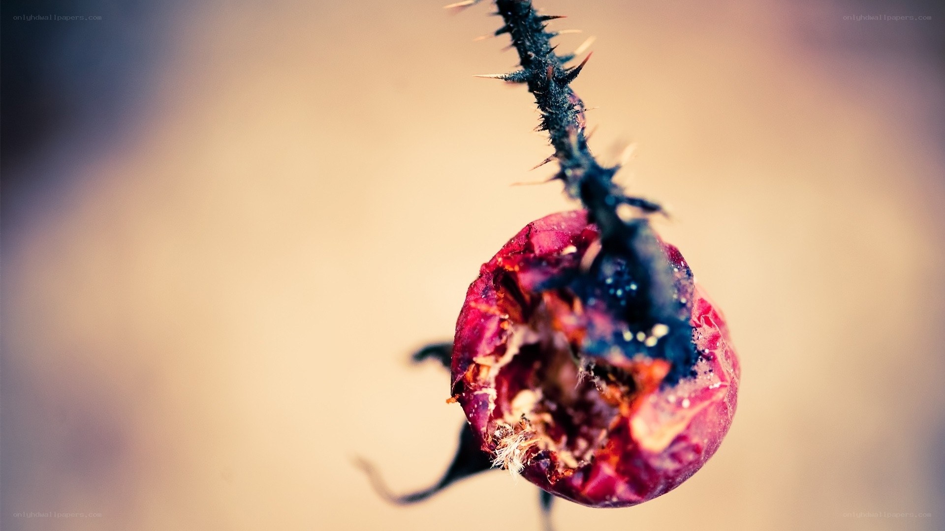 rotten rose hip fruit