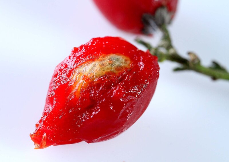 Rotten Rose Hip