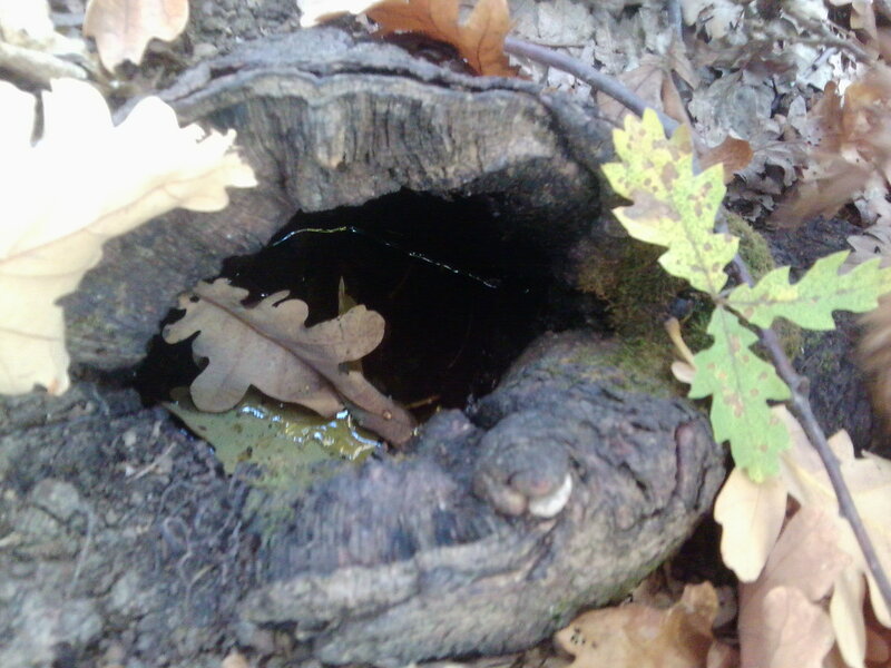 Rotten Tree Hollow — Brown
