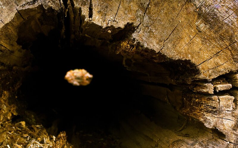 rotten tree hollow