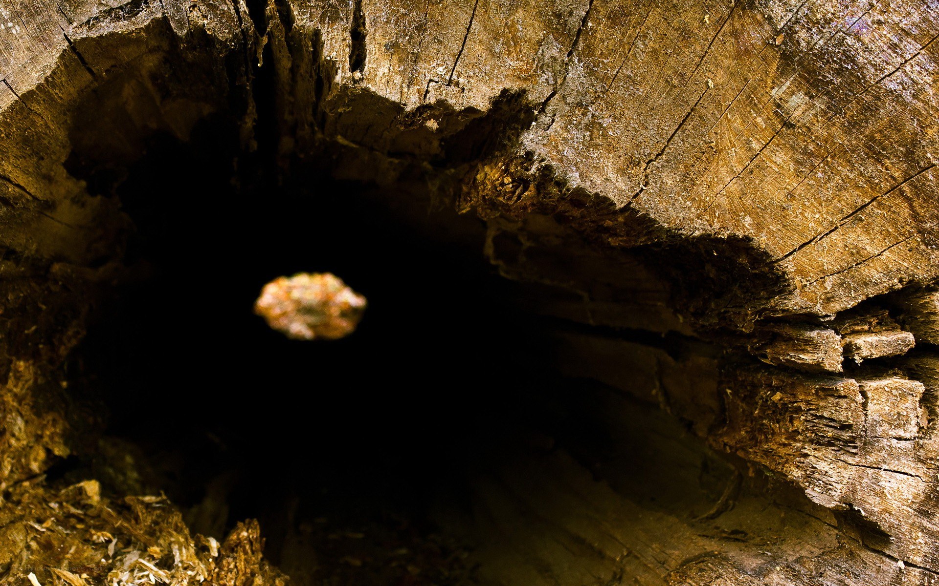 rotten tree hollow