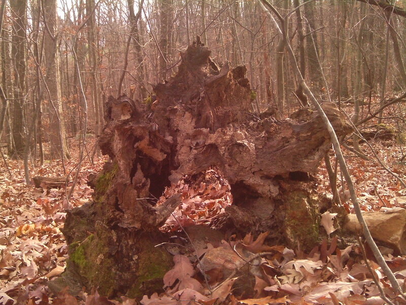 Rotten Tree Stump — Brown