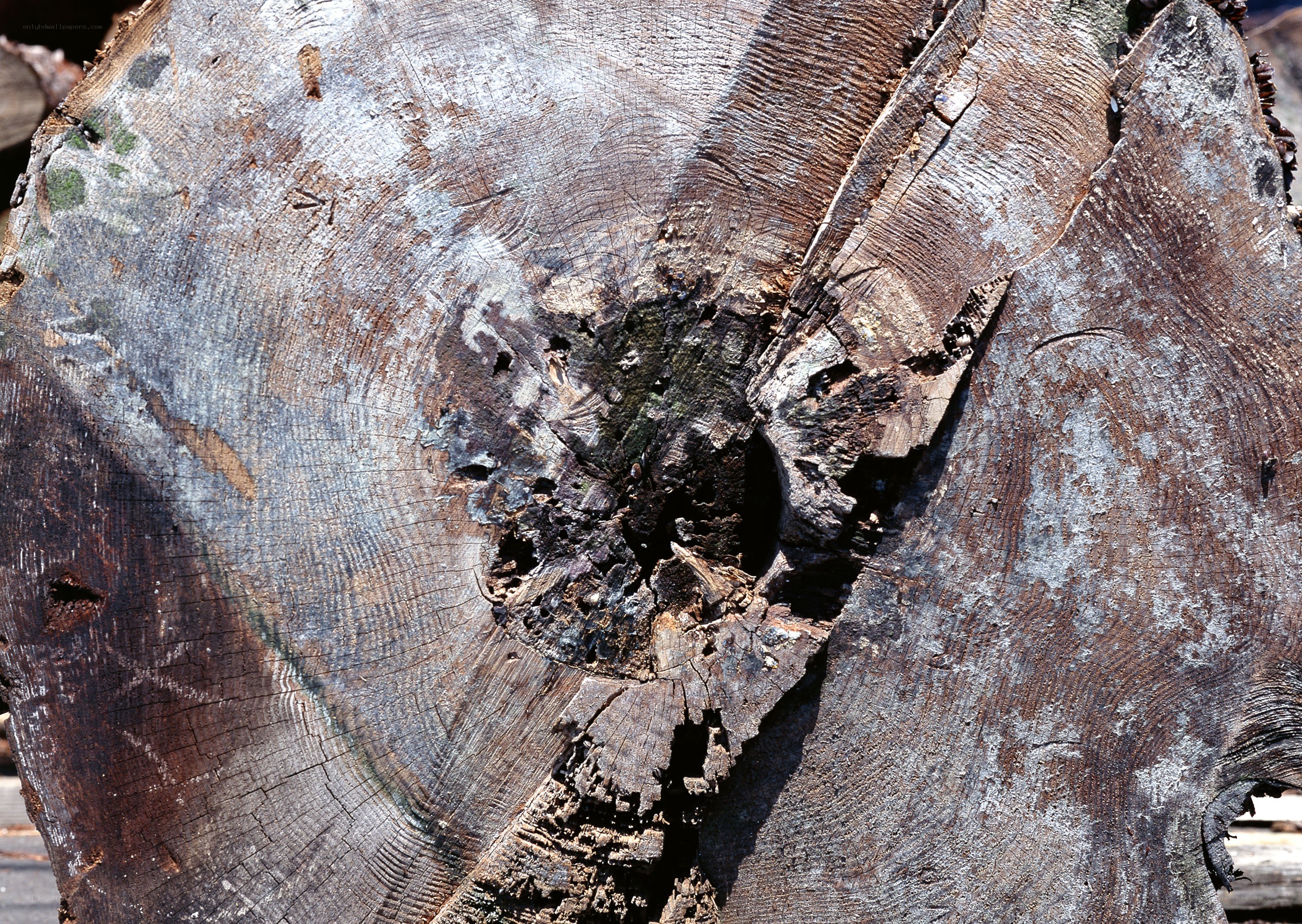 rotten tree stump cross-section