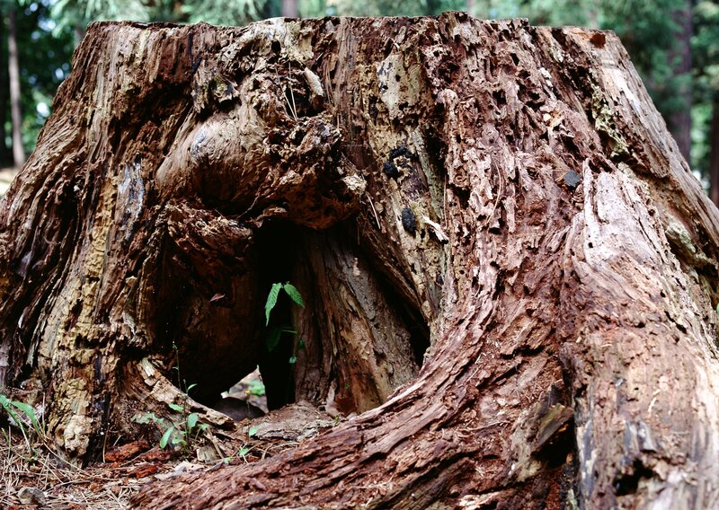 rotten tree stump in forest