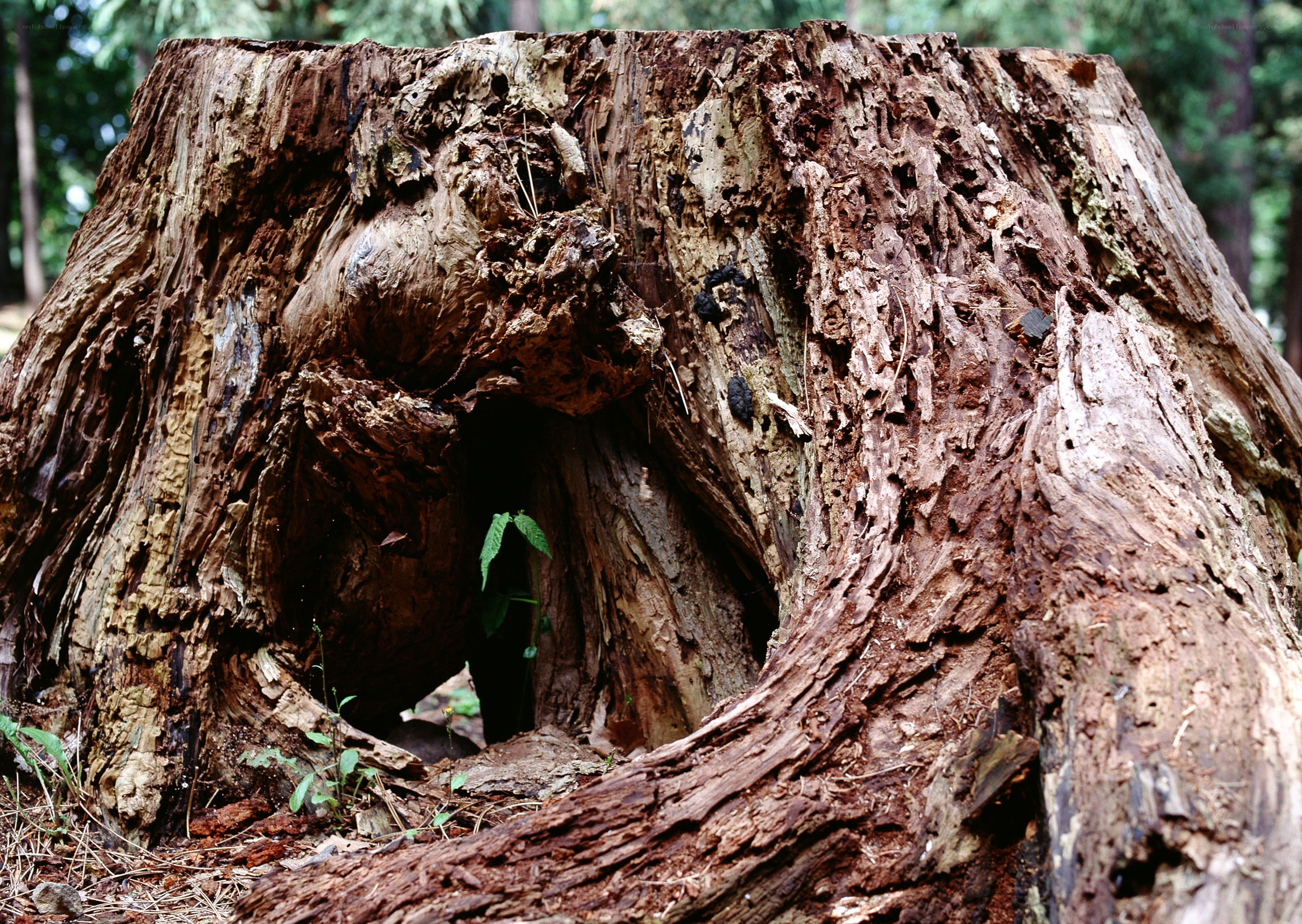 rotten tree stump in forest
