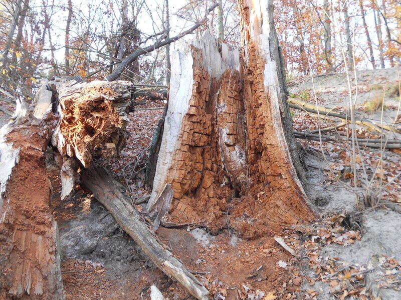 rotten tree stump in forest