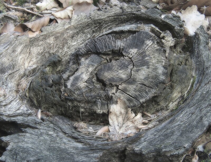 rotten tree stump