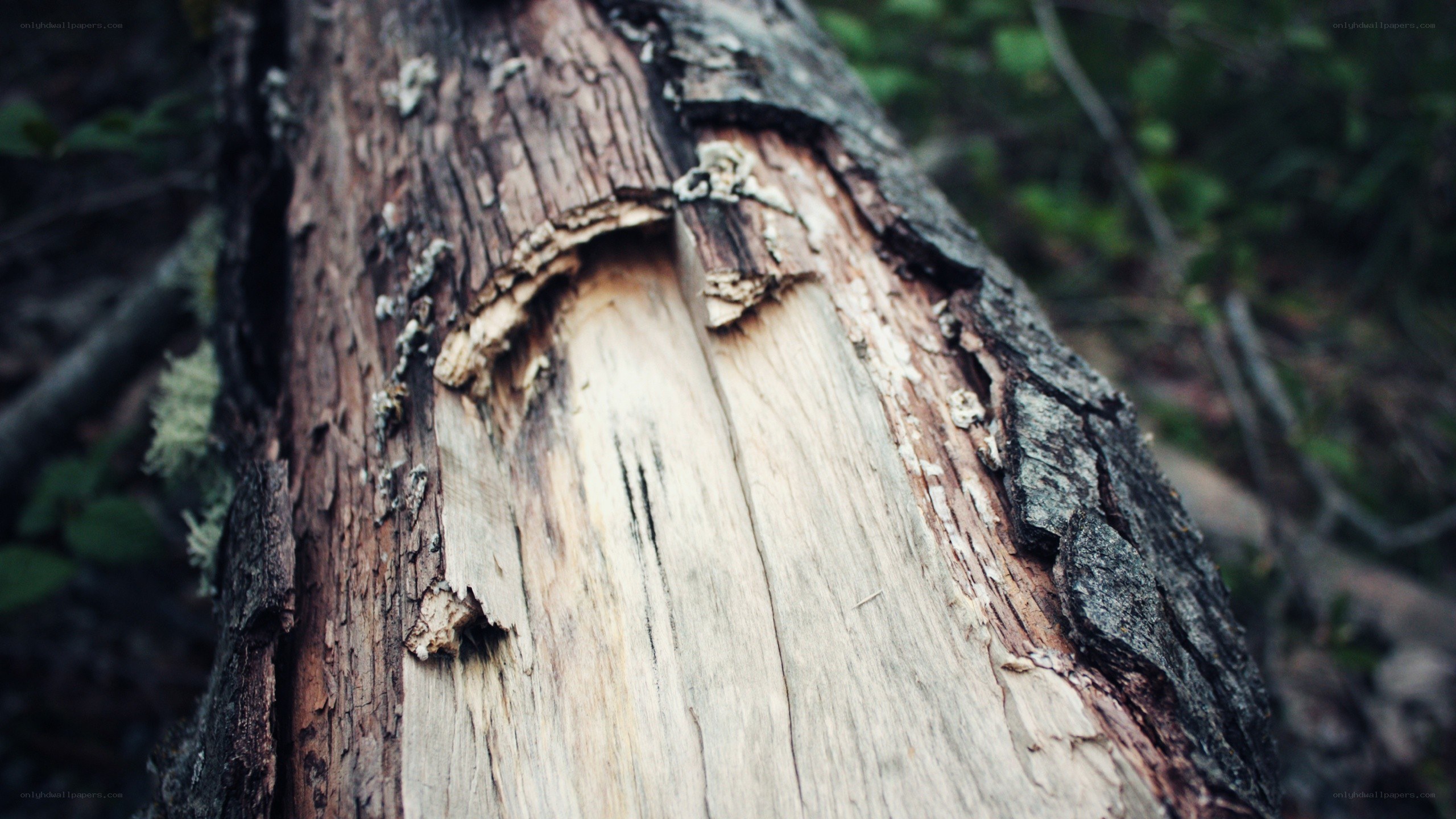 rotten tree trunk in forest