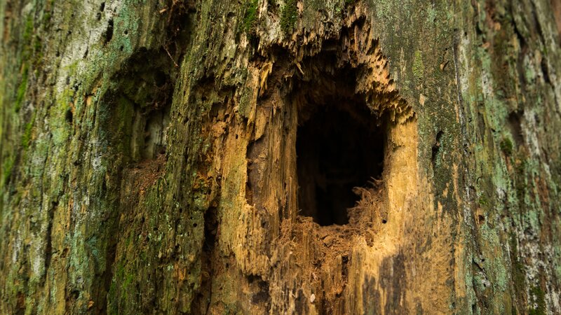 Rotten Tree Trunk