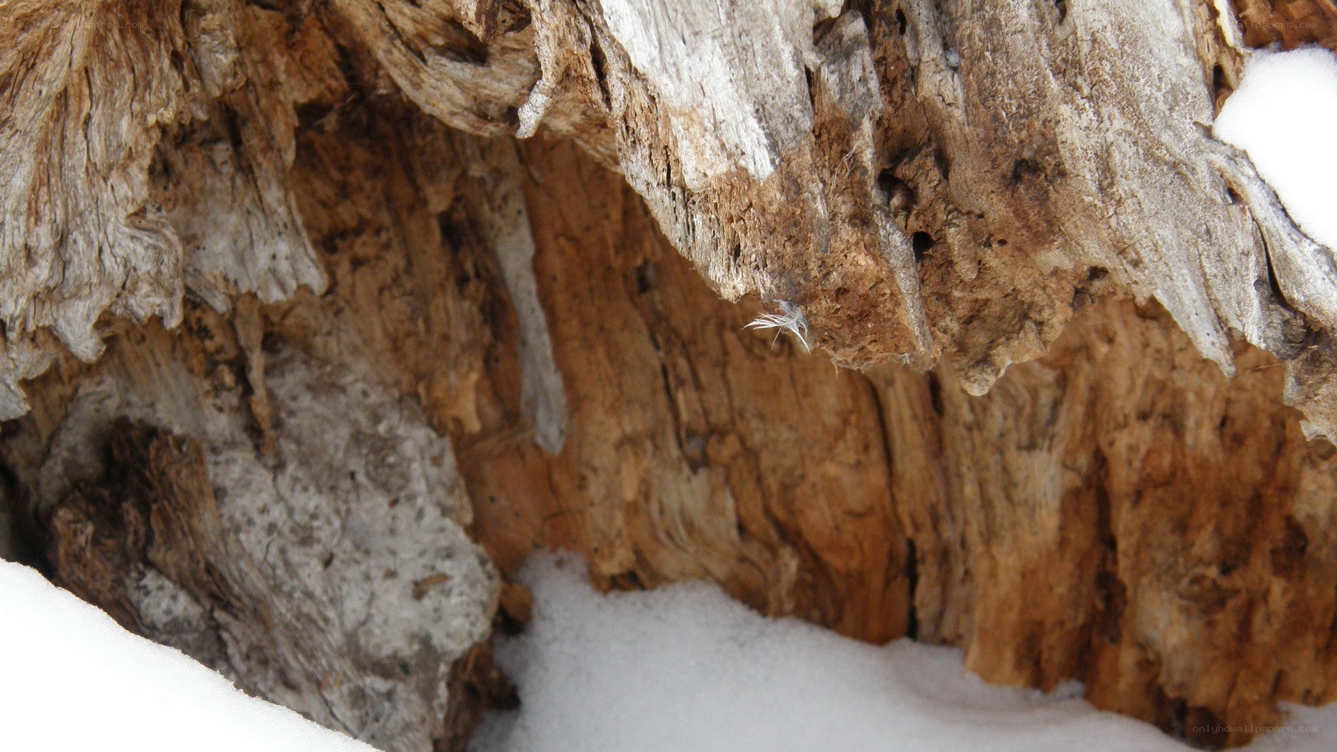 rotten wood in snow