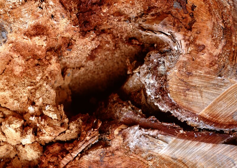 rotten wood interior