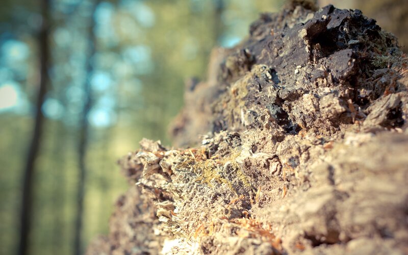 rotting log in forest
