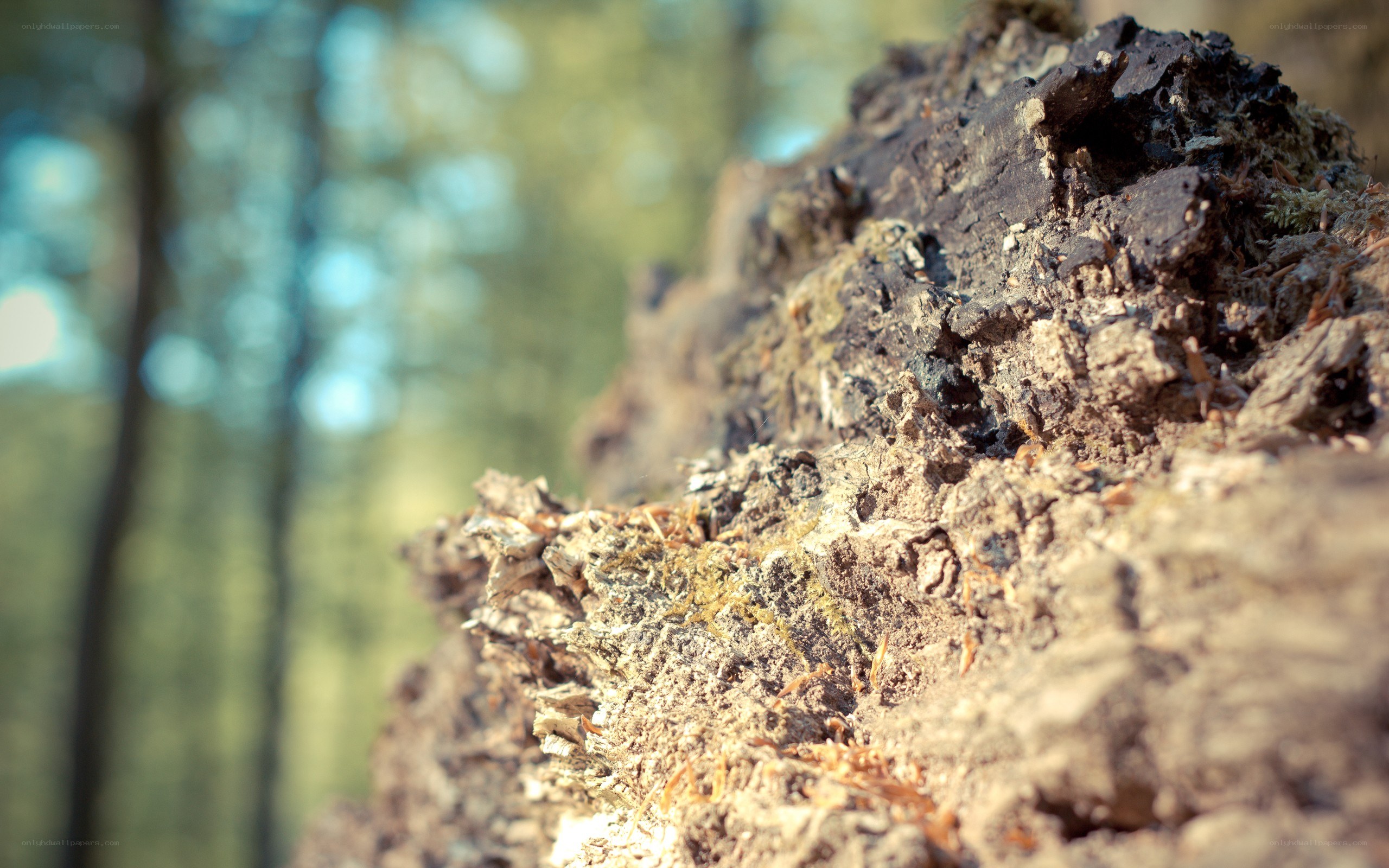 rotting log in forest