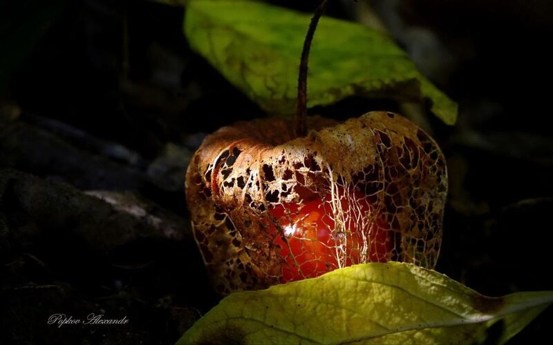 Rotting Physalis Fruit