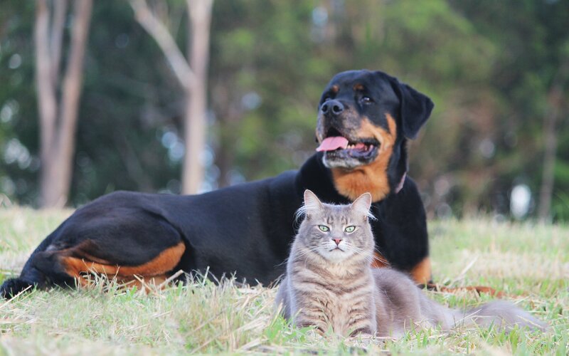 Rottweiler and Cat — Black