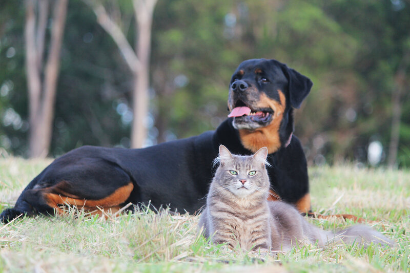 Rottweiler and Cat