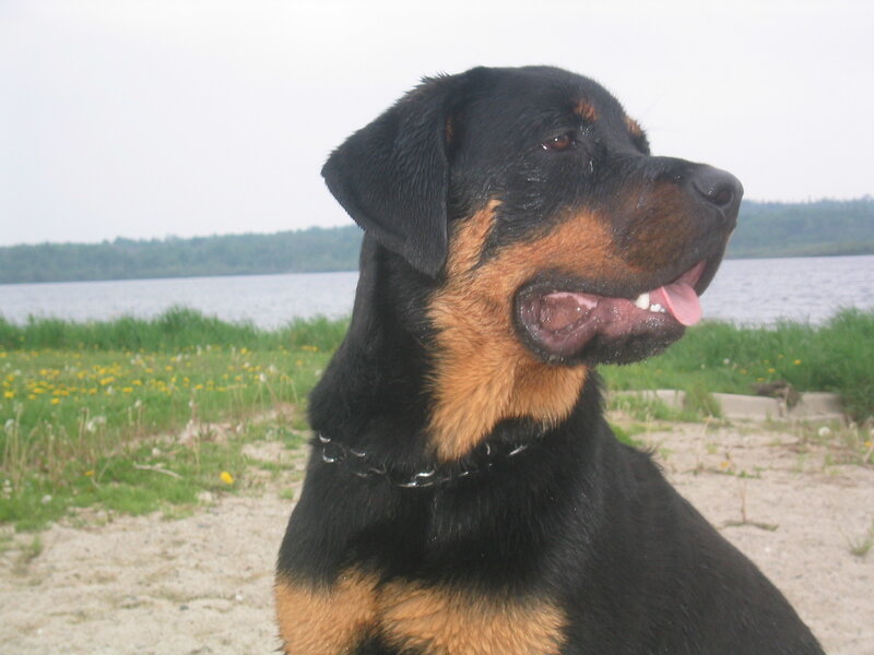 Rottweiler by the lake