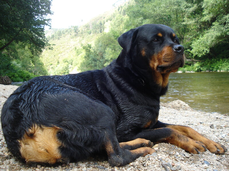 Rottweiler by the river