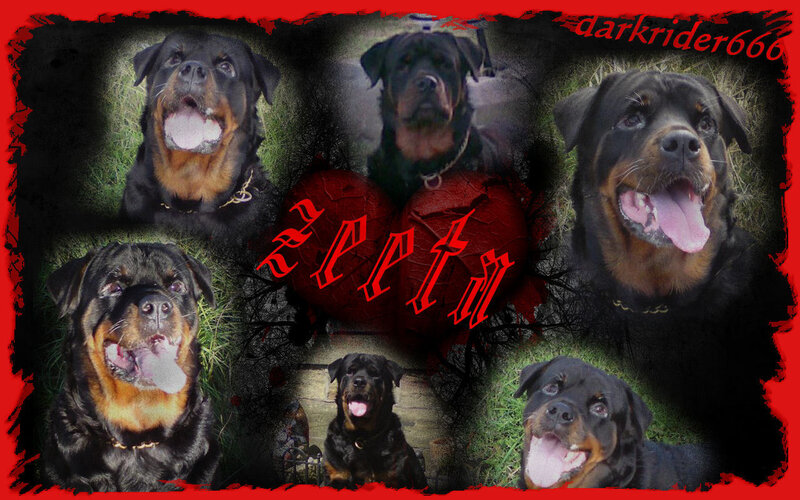 Rottweiler collage with text