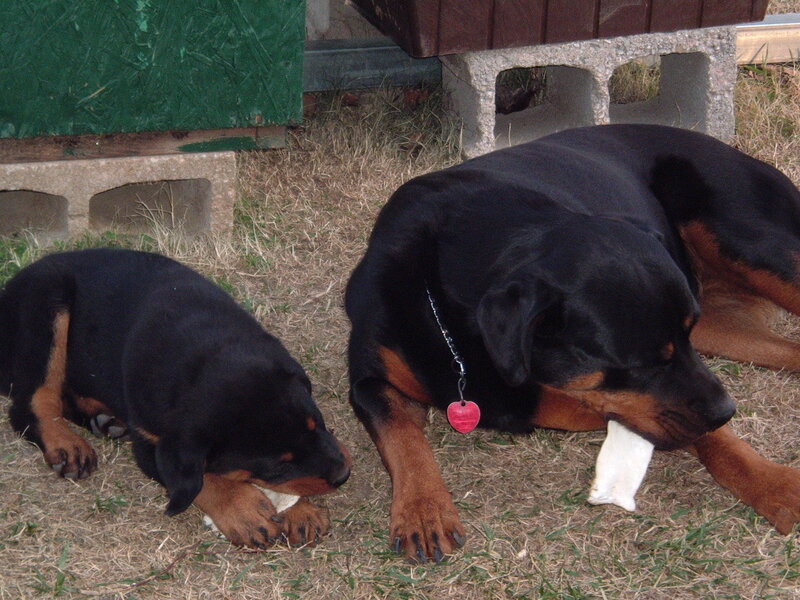 Rottweiler dog and puppy chewing