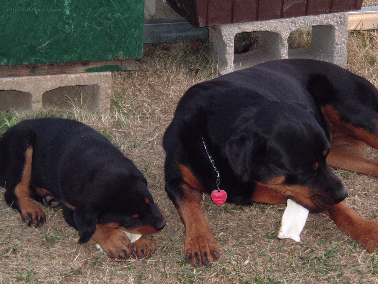 Rottweiler dog and puppy chewing
