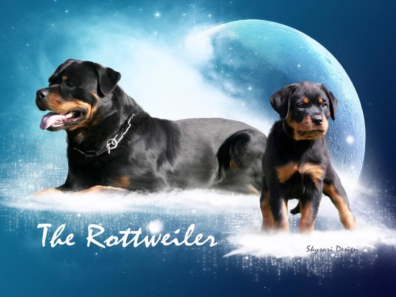 Rottweiler Dog and Puppy