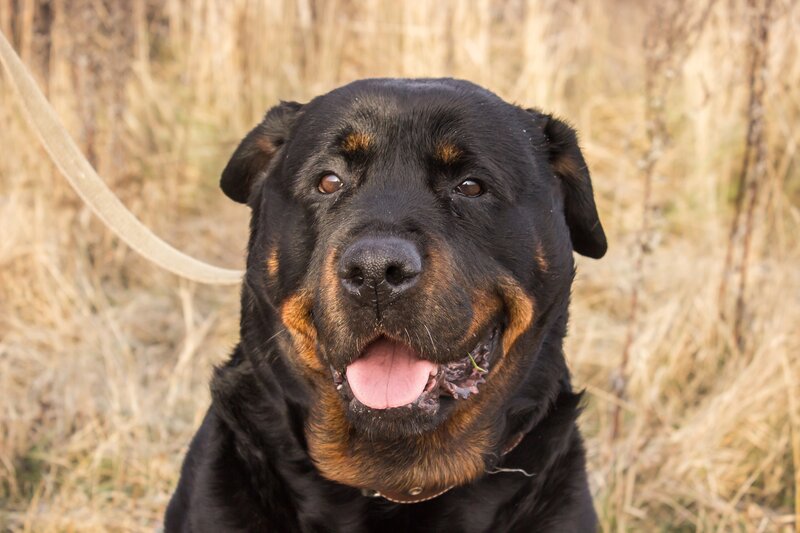 Rottweiler Dog — Black, Calm, Autumn