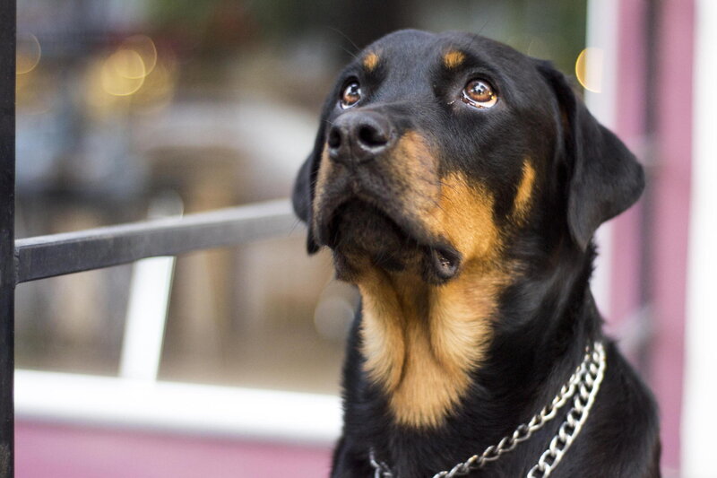 Rottweiler Dog — Black, Calm, Night
