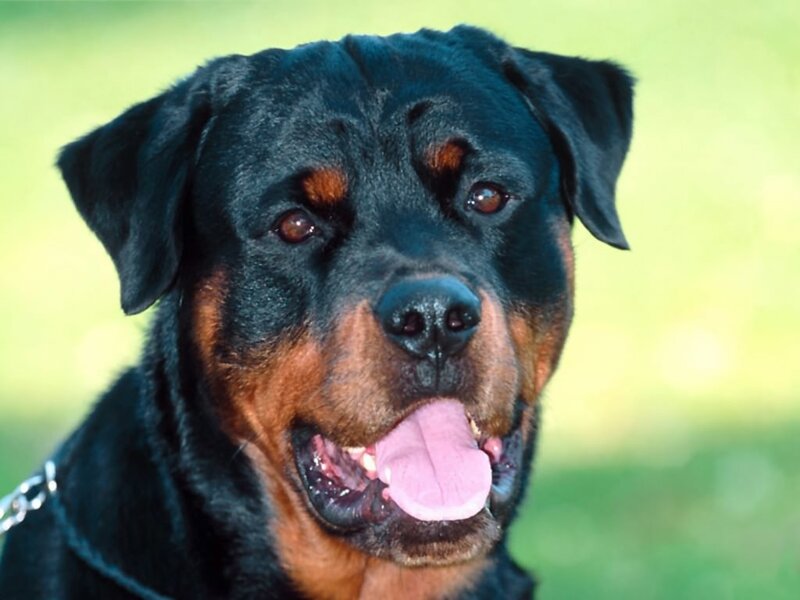 Rottweiler Dog — Black, Calm, Photograph, Tongue