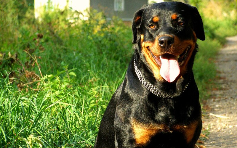 Rottweiler Dog — Black, Calm