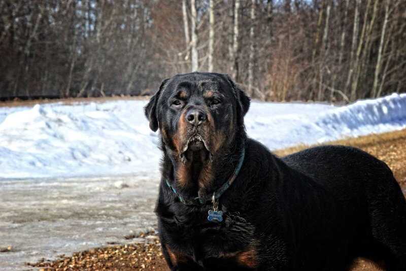 Rottweiler Dog — Black, Calm, Winter