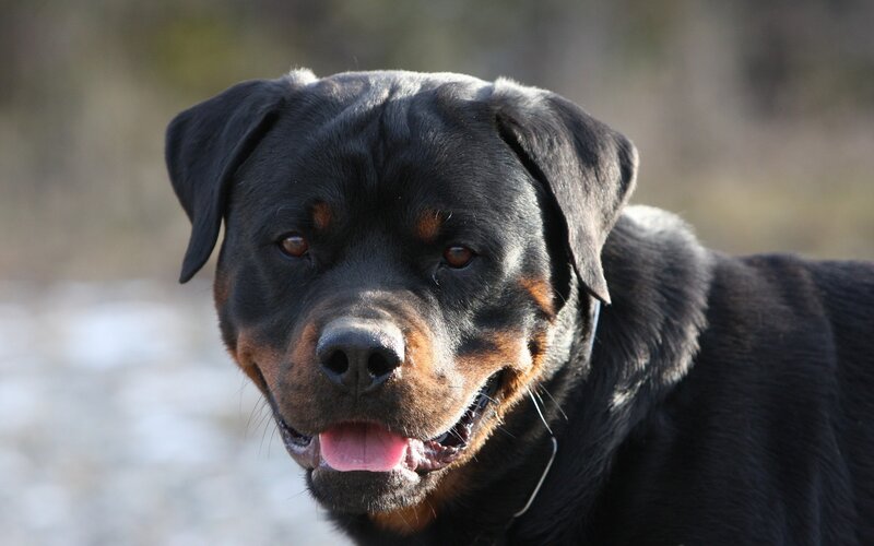 Rottweiler Dog — Black