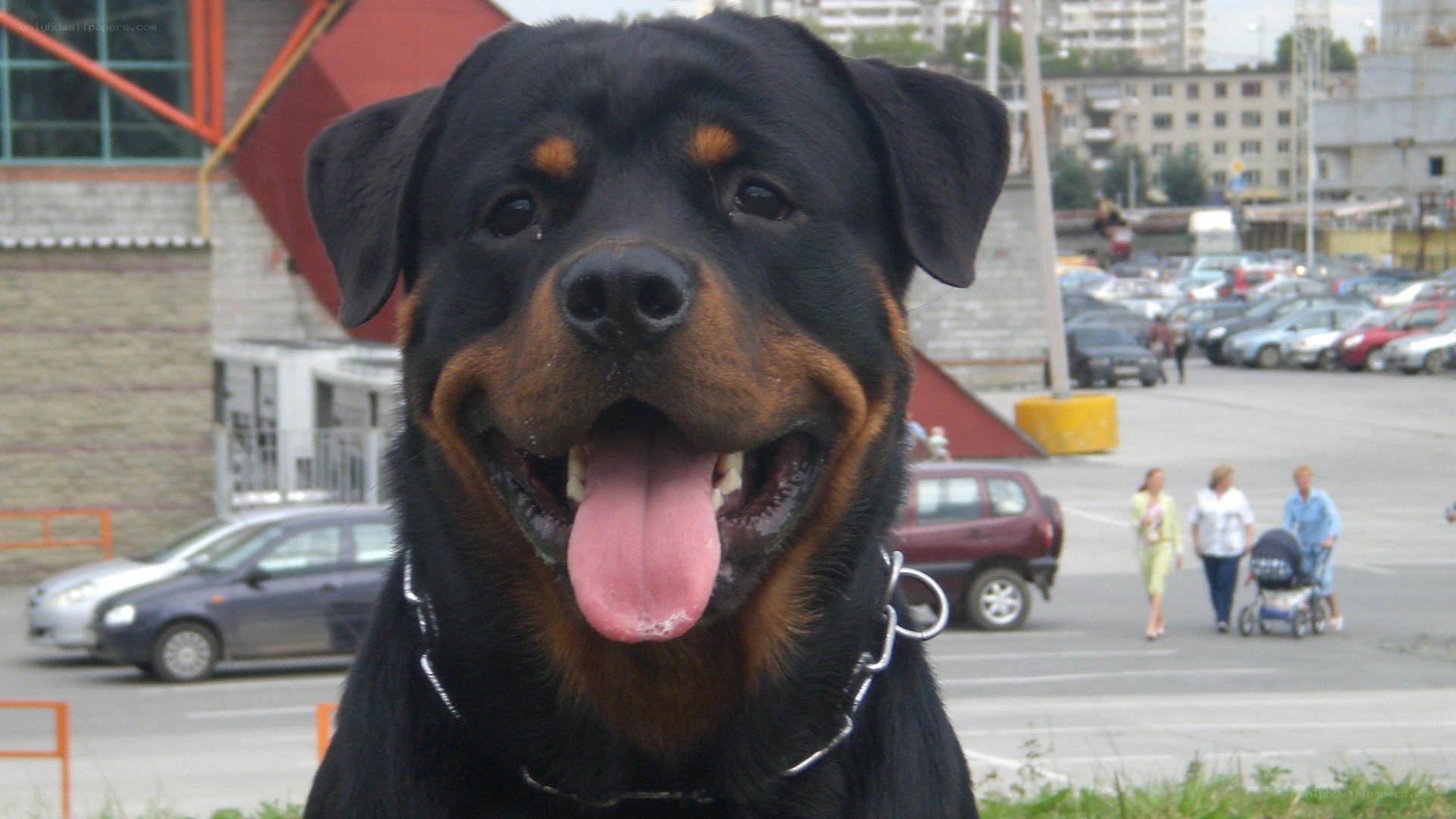 Rottweiler dog in city