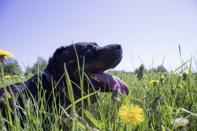 Rottweiler Dog in Grass
