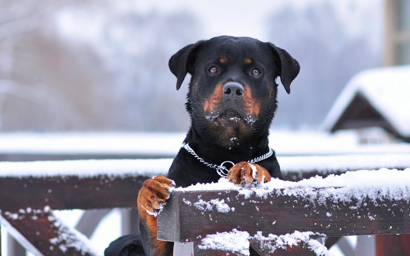 Rottweiler Dog in Snow
