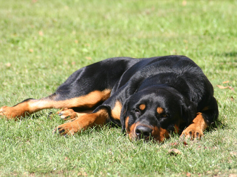 Rottweiler Dog on Grass — Black