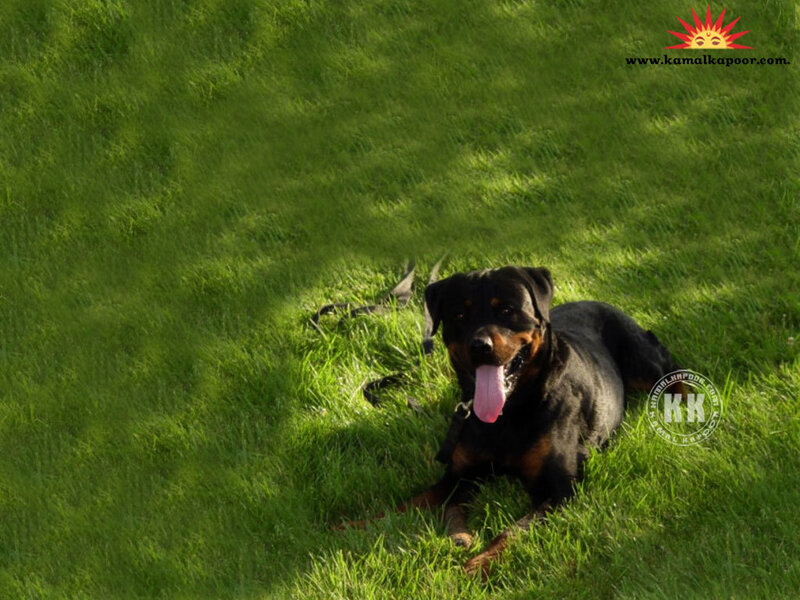 Rottweiler Dog on Grass — Green