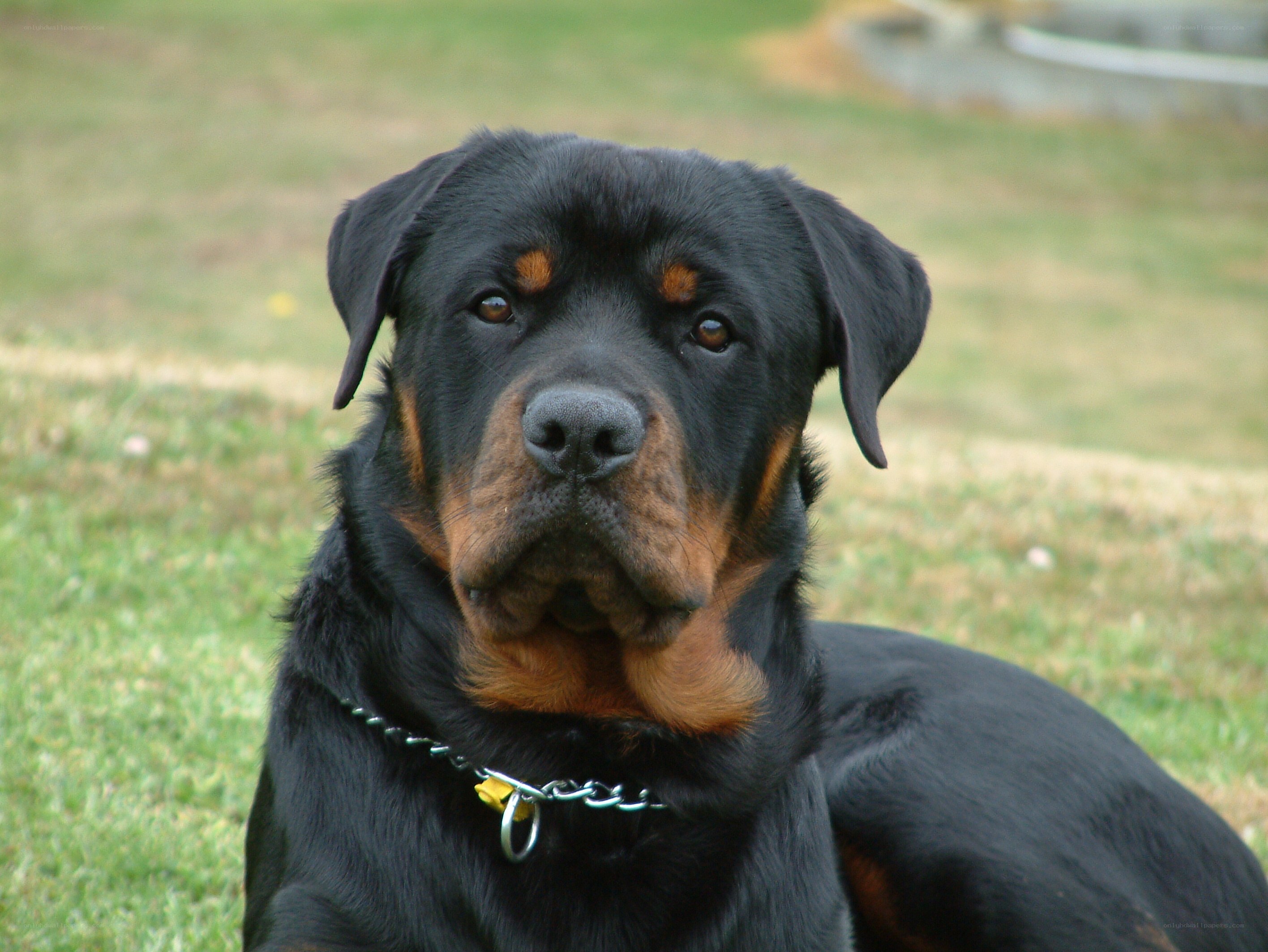 Rottweiler dog on grass