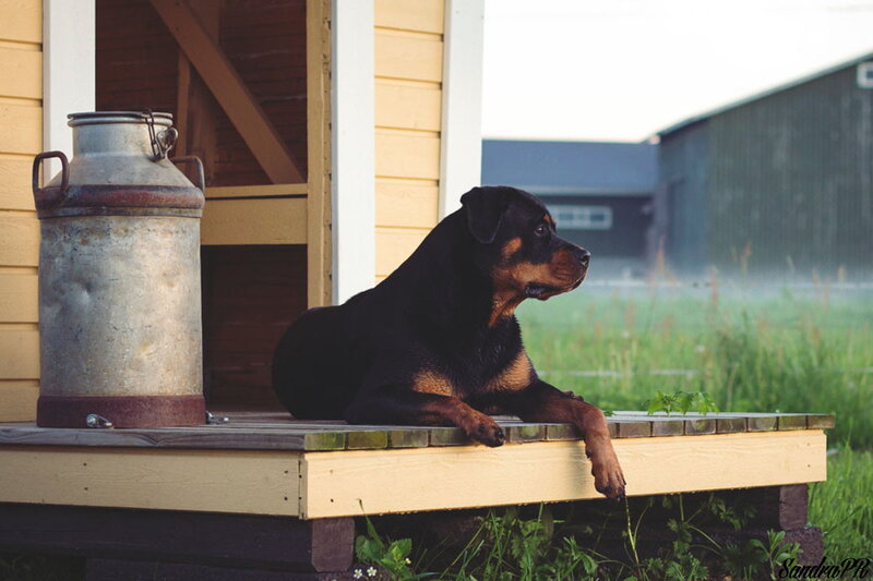 Rottweiler Dog on Porch
