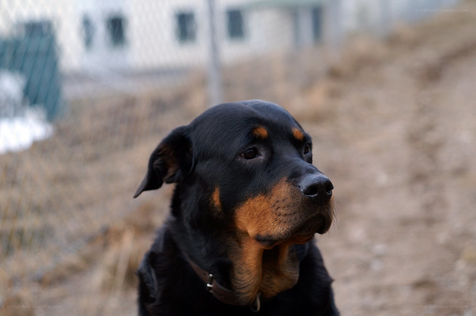 Rottweiler dog outdoors
