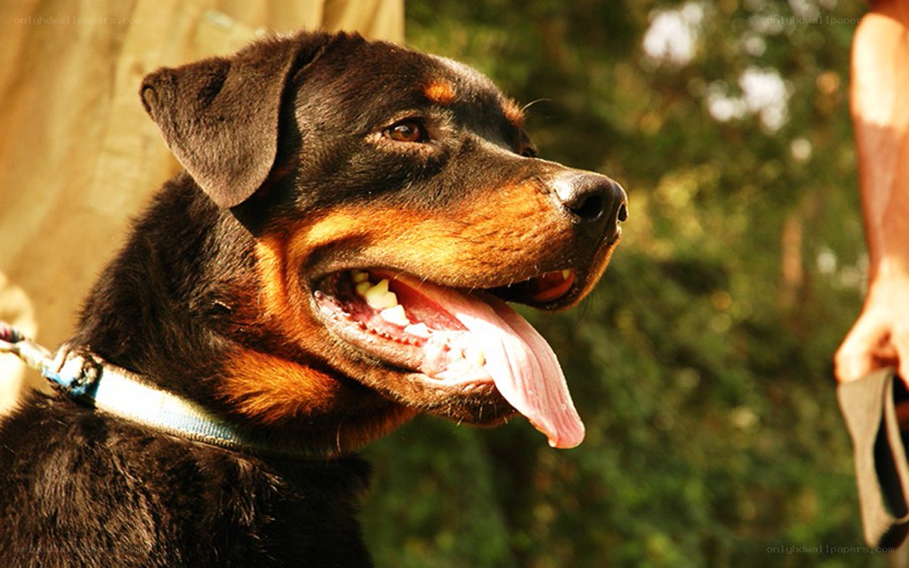 Rottweiler dog outdoors