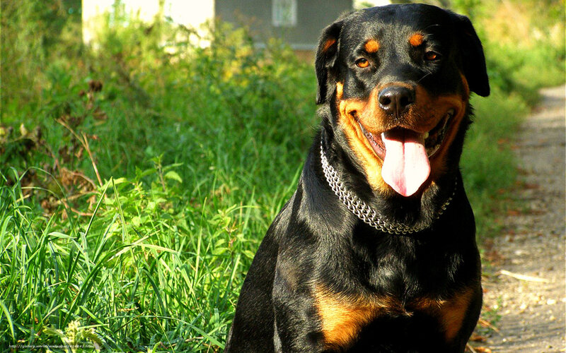 Rottweiler dog outdoors