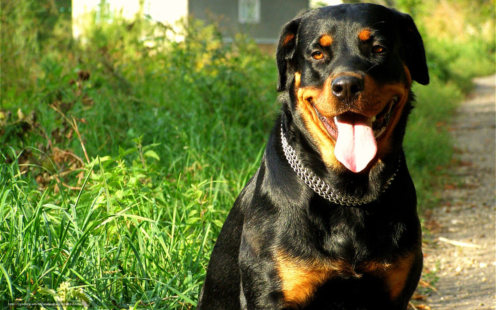 Rottweiler dog outdoors