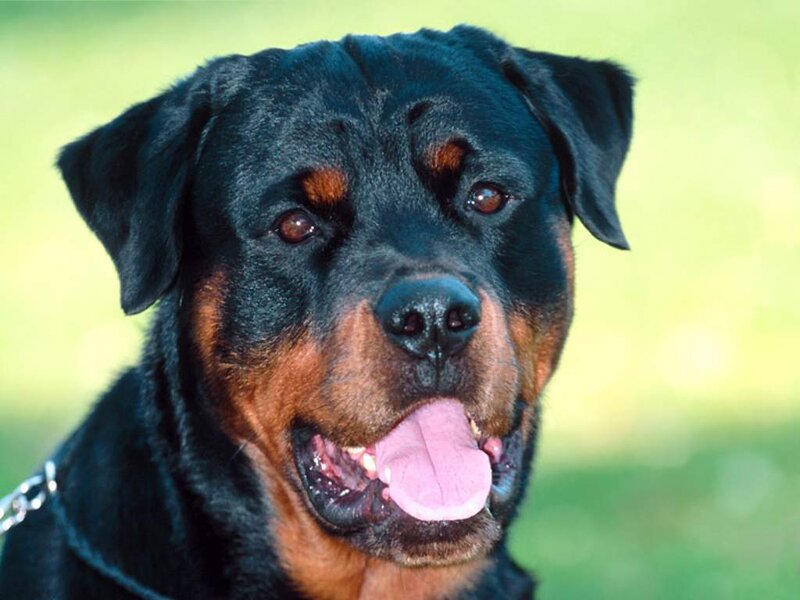 Rottweiler dog portrait