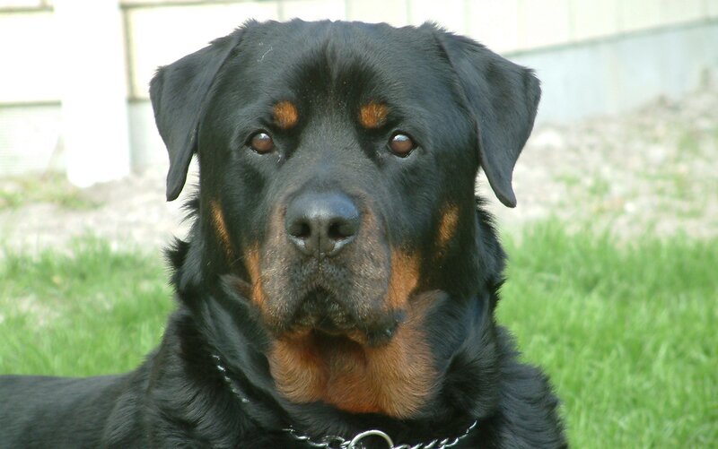 Rottweiler dog portrait