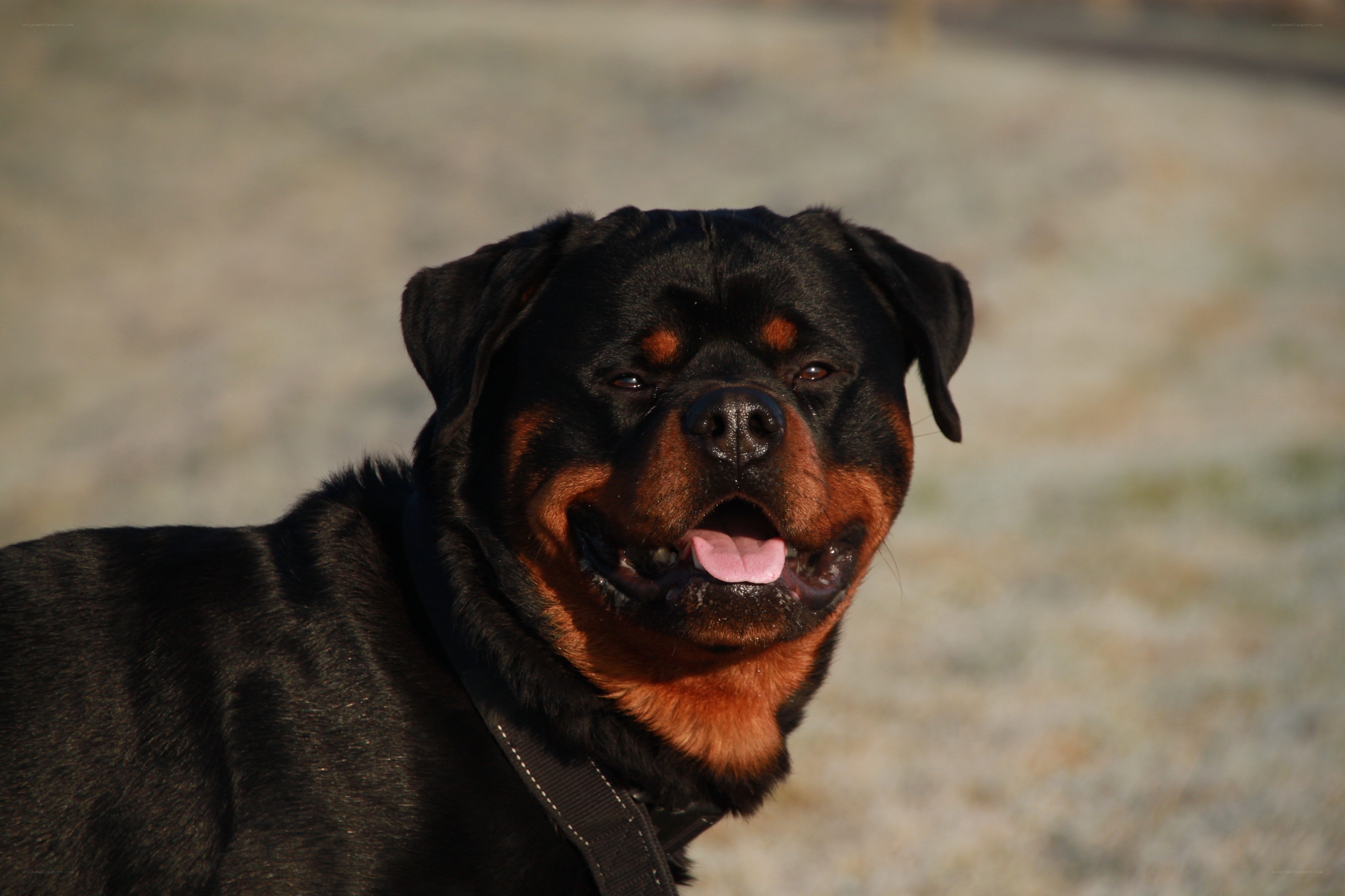 Rottweiler dog portrait