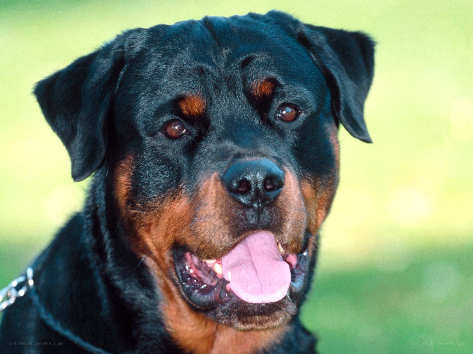 Rottweiler dog portrait